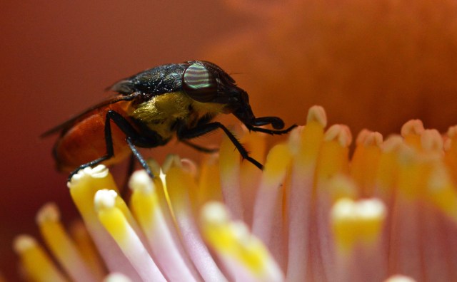 Fly inside a cannonball tree flower. 