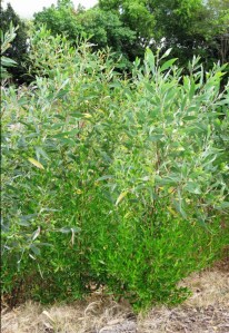 Direct seeded Acacia holosericea and Dodonaea growing beneath it.