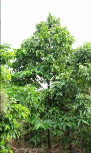 A fine specimen of Brachychiton acerifolius.