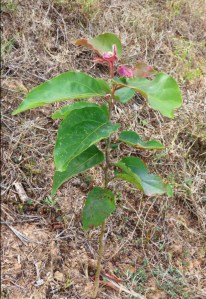 Cadagi gum, Eucalyptus torelliana.