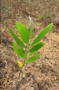 Acacia holosericea. Natural regeneration on a rocky clay slope SW of White Rock bridge, Cairns.