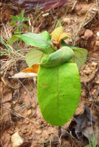Alphitonia seedling struggling but surviving.