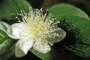 Guava flower, Psidium guajava. Where it is native, guava fruits could be fed to livestock or wildlife to disperse the seeds (it can be a weed where it is not native).