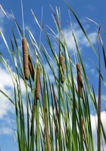 Typha spp. are found in many parts of the world and are important habitat and food plants. They can be planted around the edges and in the shallows of wetlands. They can take over in shallow wetlands.