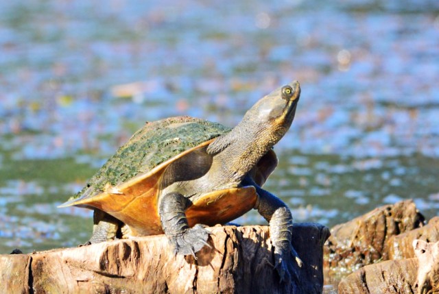 A short-necked turtle enjoys sun baking in the late afternoon sun. Freshwater Lake, Cairns. Photo: David Clode