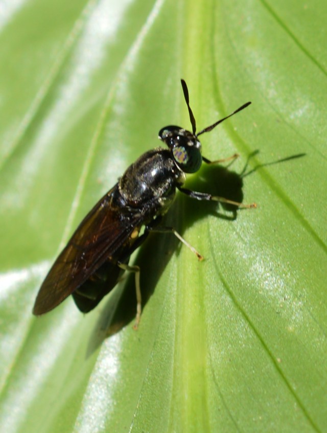 Black Soldierfly hermetia illucens. Cairns.