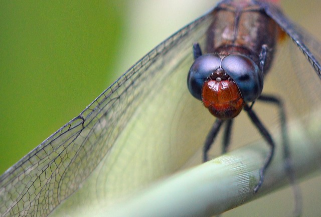 Dragonfly close up. Photo: David Clode.