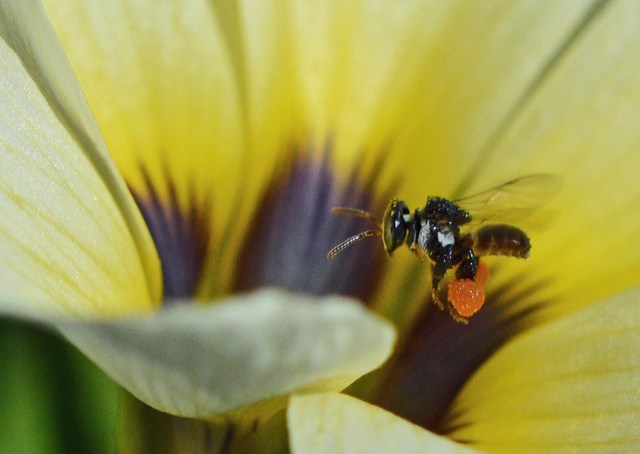 A native bee laden with pollen. Photo: David Clode.