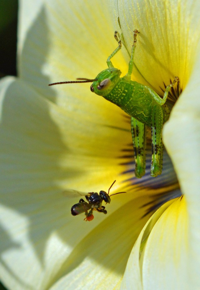This grasshopper was in the way but it didn't stop the native bees from going around it to get to the pollen and nectar. Photo: David Clode.