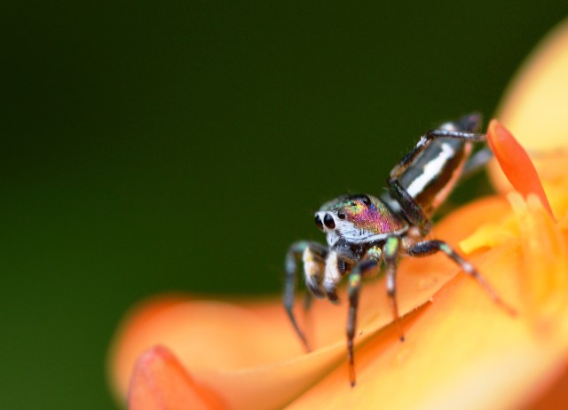 Flower spider on an Ixora flower. Photo: David Clode.