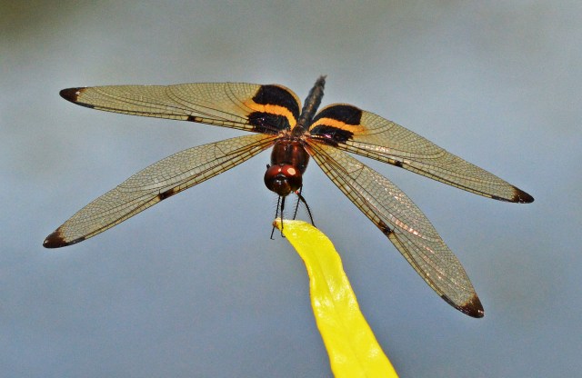 Yellow-striped flutterer dragonfly. Photo: David Clode.
