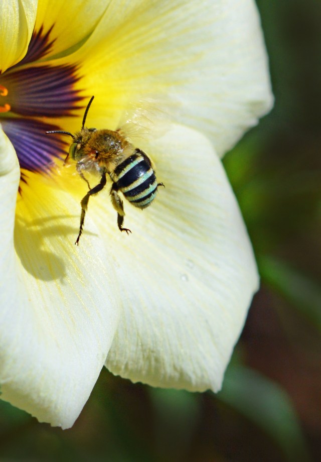 Blue-banded bee. Amergilla sp. Cairns. Photo: David Clode.