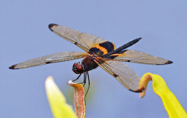 Rhyothemis phyllis. Freshwater Lake, cairns. photo: David Clode.