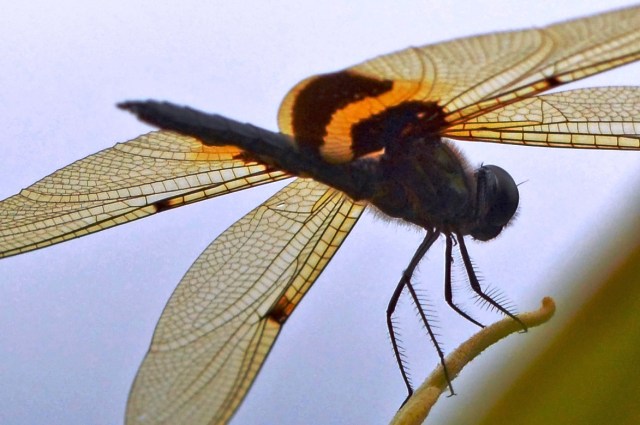 Yellow-striped Flutterer view from below. Photo: David Clode.