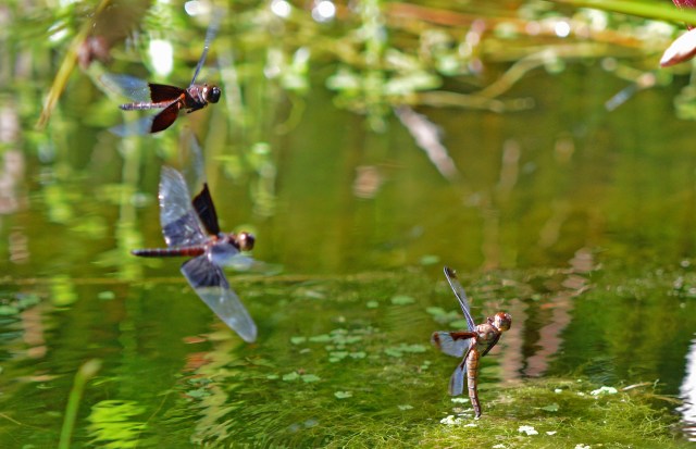 Female dragonfly laying eggs, males buzzing around, apparently intrigued by it all. Neurothemis stigmatizans, Cairns Botanic gardens. Photo: David Clode.