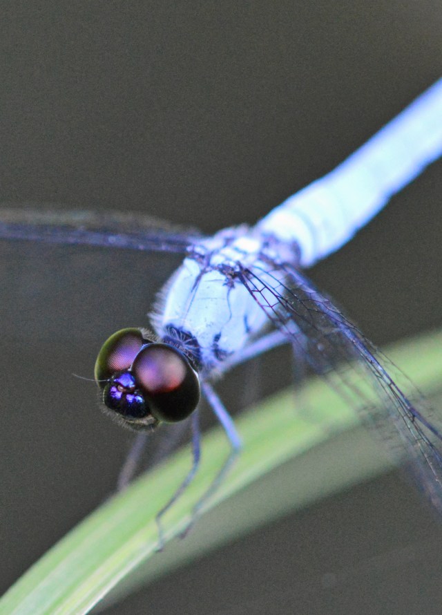 Dragonfly eyes. Photo: David Clode.