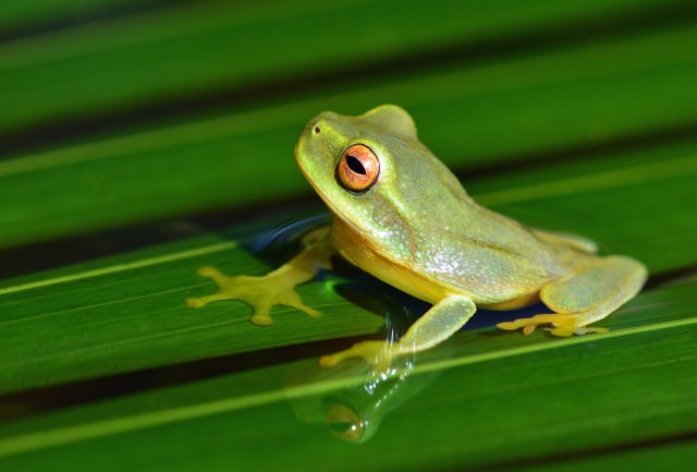 Dainty or Graceful tree frog Litoria gracilenta.