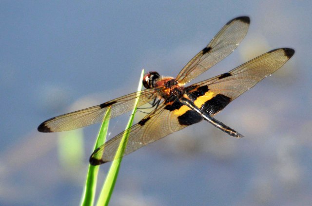 yellow-striped Flutterer Rhyothemis phyllis. Freshwater lake Cairns. photo :David Clode.