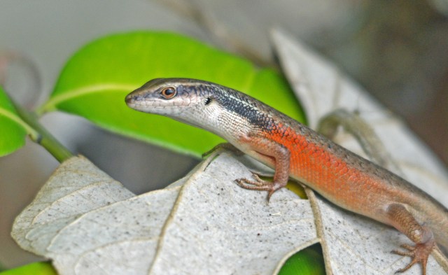 rain forest skink Carlia longipes. Photo: David Clode.