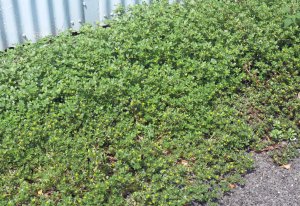 Portulaca oleraceae growing in harsh conditions (a carpark in the tropics).
