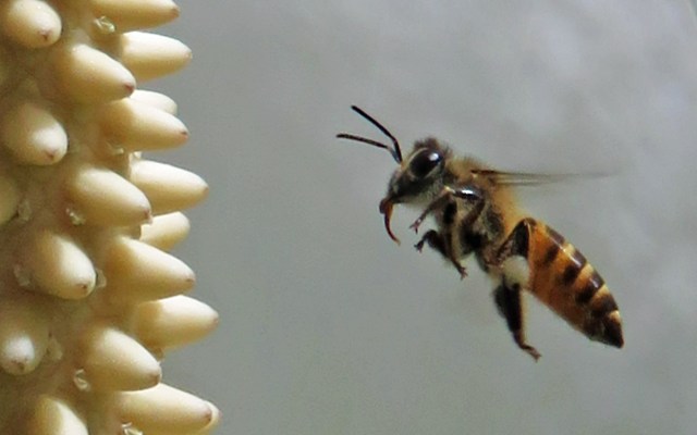 A honeybee visits a peace lily flower.