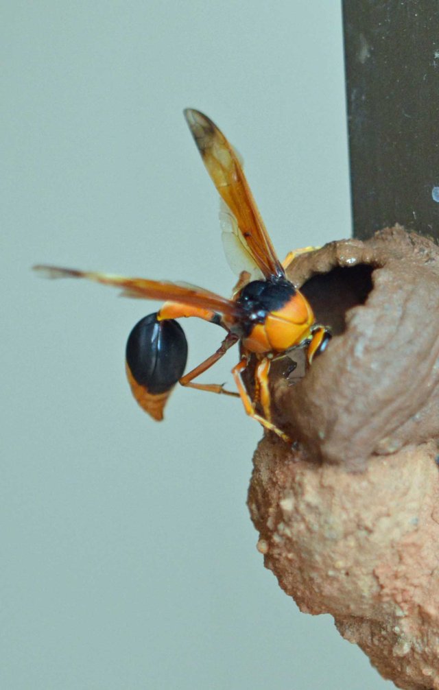 Orange Potter Wasp building a nest. Eumenes latreilli.
