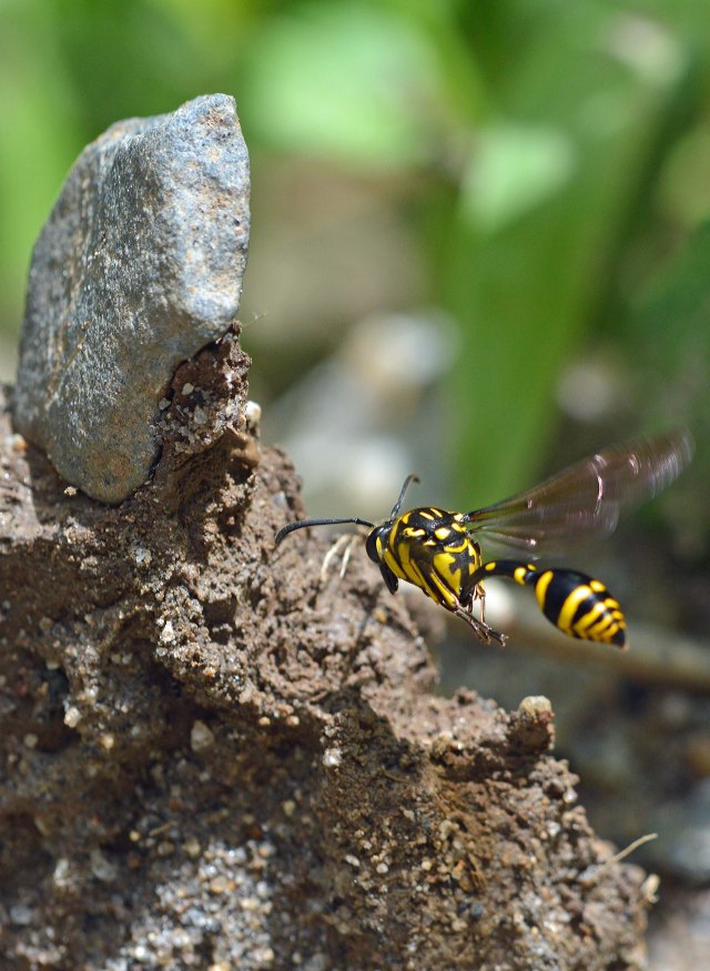 A potter wasp arrives to collect mud to make its nest. Photo: David Clode.