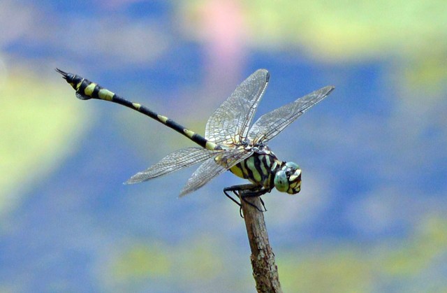 Ictinogomphus australis.