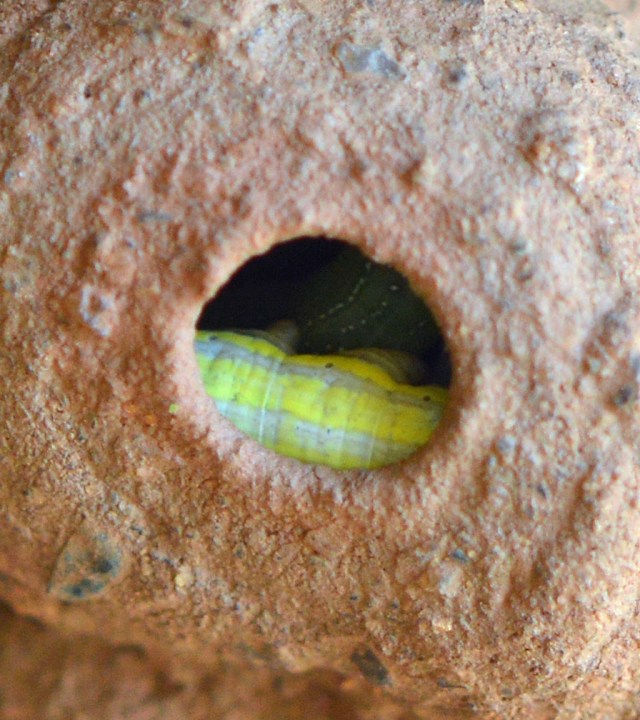 She has provided a caterpillar for her larva.