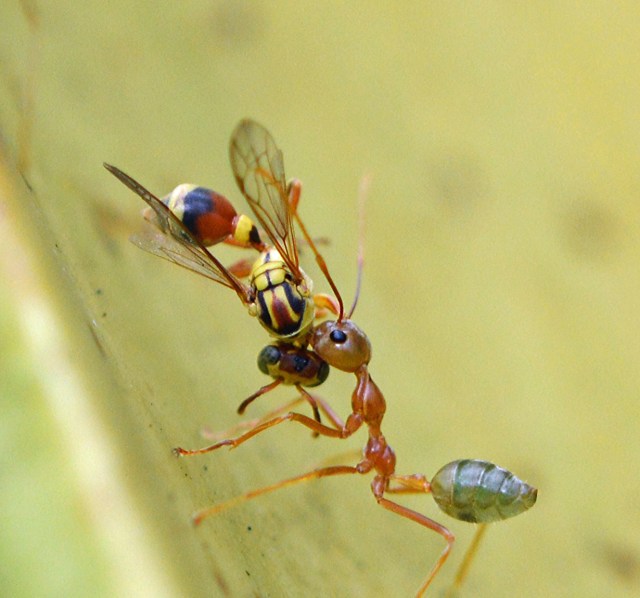 Green ants one, paperwasps nil. Photo: David Clode.