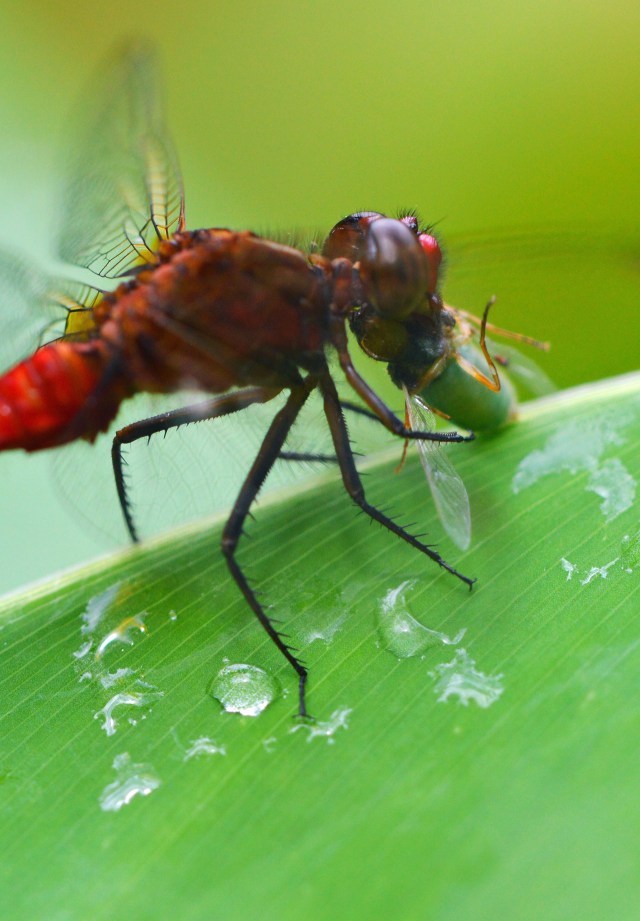 A dragonfly eating an insect it has caught. Photo: David Clode.
