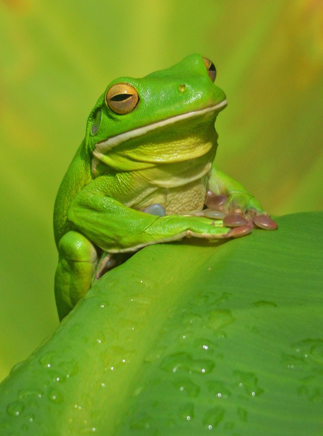 White-lipped tree frog Litoria infrafrenata. Photo: David Clode.