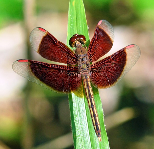 Painted Grasshawk dragonfly Neurothemis stigmatizans. Photo: David Clode.