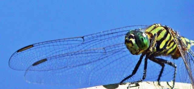 Austrogomphus prasinus, Freshwater lake, Cairns Botanic gardens. Photo: David Clode.