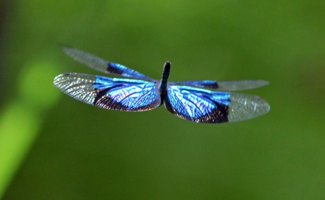 A fluttering Jewel Flutterer. Photo: David Clode.