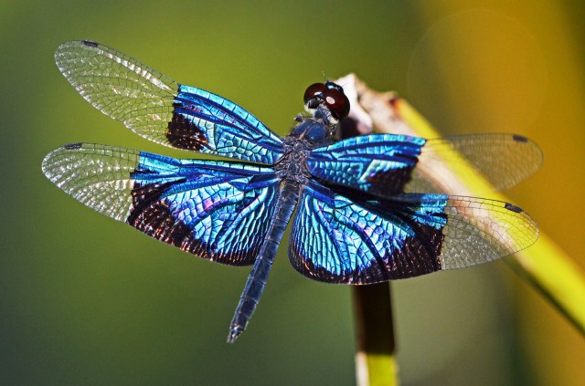 Jewel Flutterer dragonfly Rhyothemis resplendens. Cairns botanic gardens. Photo: David Clode.