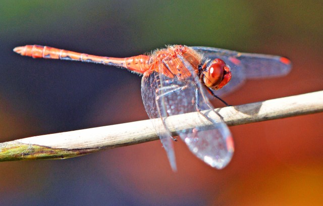 Diplacodes punctata dragonfly. Freshwater lake, Cairns, North Queensland. Photo: David Clode.