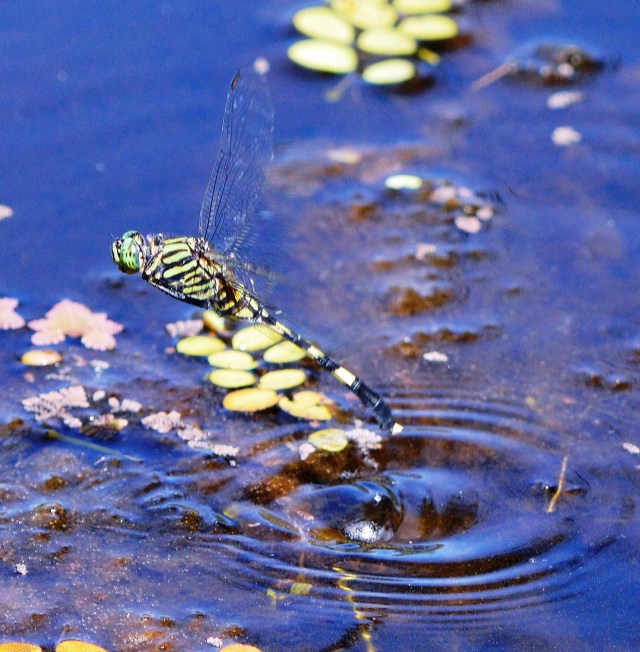 Austrogomphus prasinus laying eggs. Cairns. Photo: David Clode.
