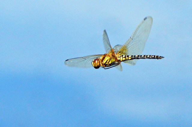 Flying dragonfly. Photo: David Clode.