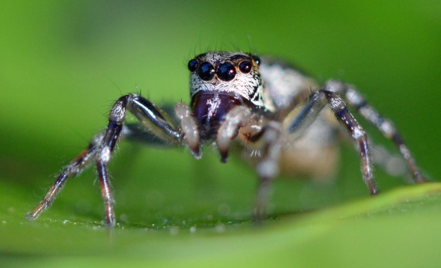 Jumping spider. Photo: David Clode.