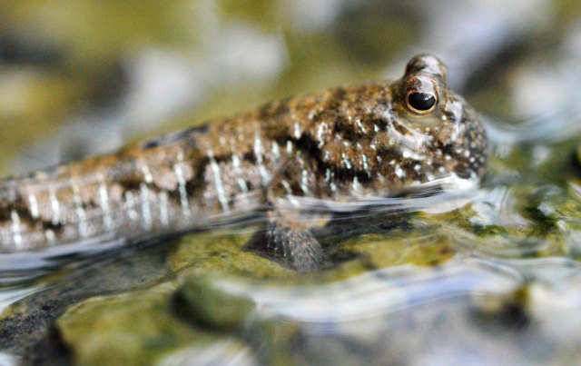 Common Mudskipper. Saltwater Creek, cairns. Photo: David Clode.