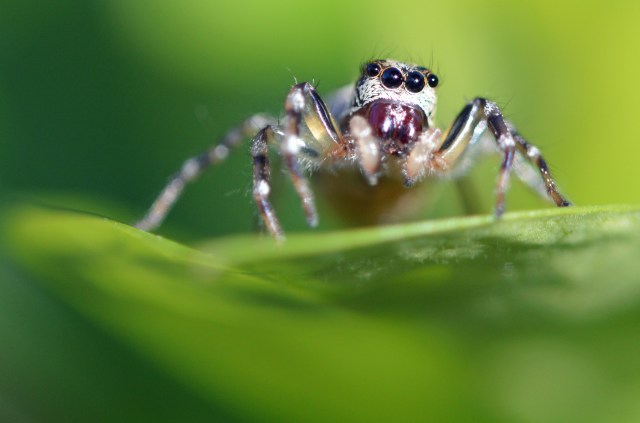 Jumping spider. Photo: David Clode.