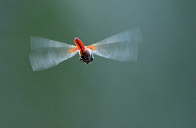 Diplacodes punctata dragnfly hovering. I like the blurred wings. Photo: David Clode.