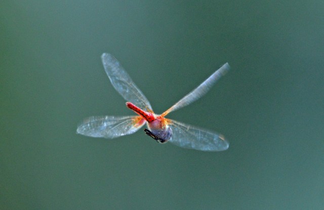 Diplacodes punctata dragonfly in flight. Freshwater lake, Cairns. Photo: David Clode.