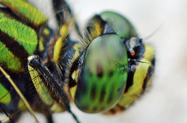 Macro photo of the eyes of the dragonfly Austrogomphus prasinus. Photo: David Clode.