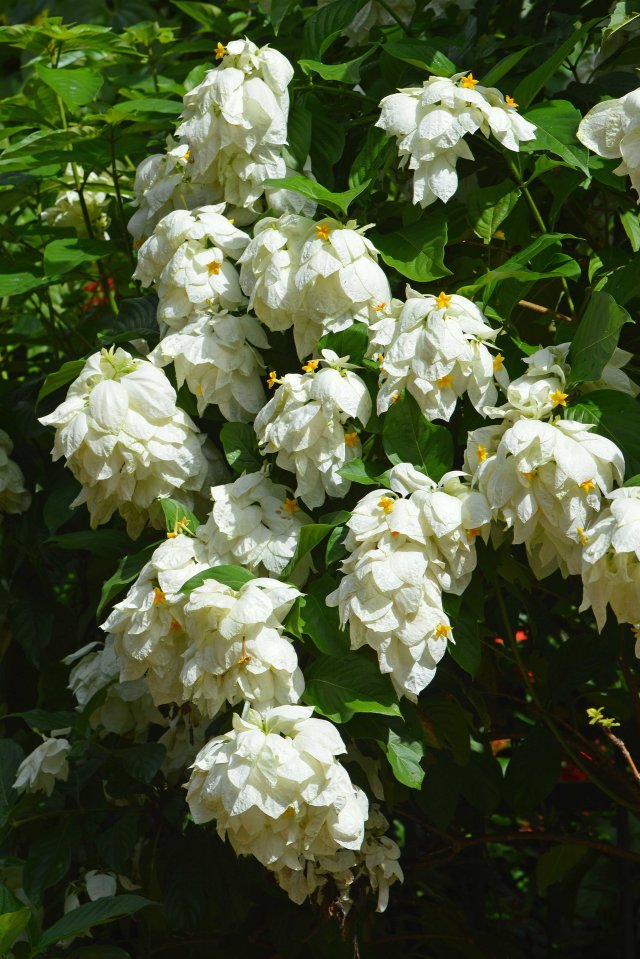 Mussaenda philippica. photo: David Clode.