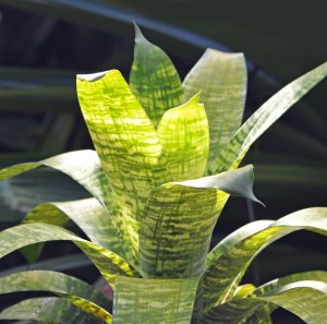 A backlit Bromeliad. 