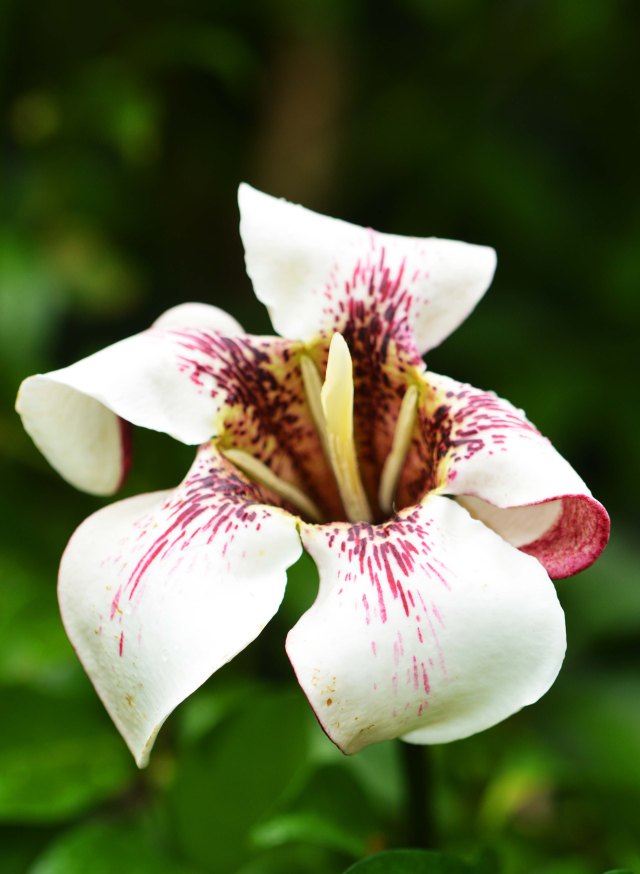 Rothmannia longiflora. Cairns Botanic gardens. Photo: David Clode.