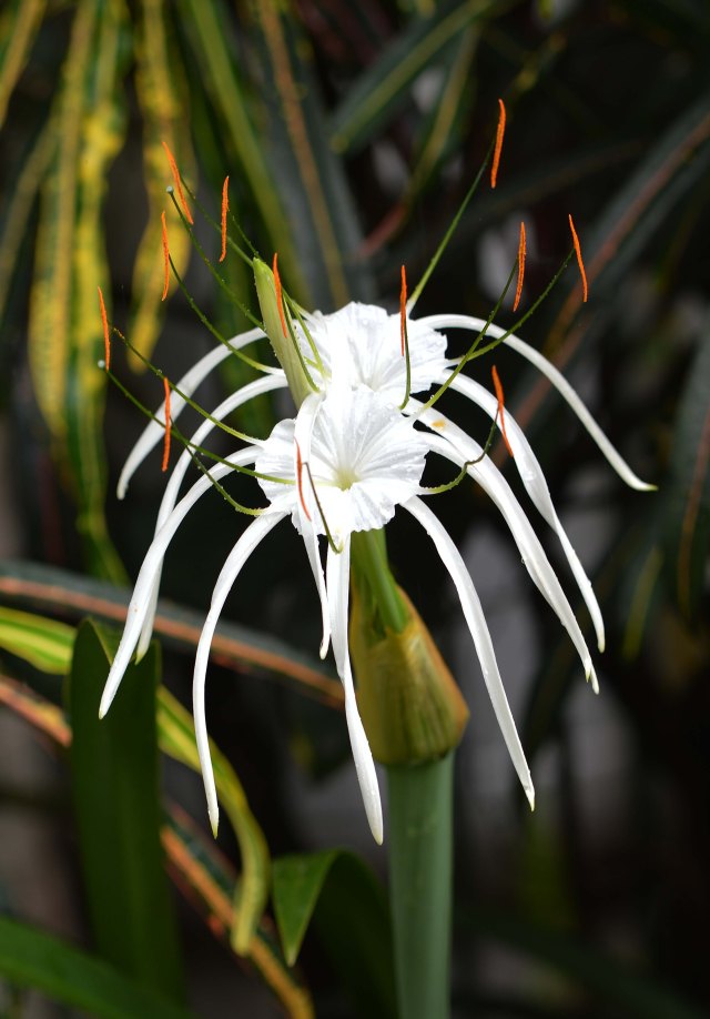 Spider lily Hymenocallis. Photo: David Clode.