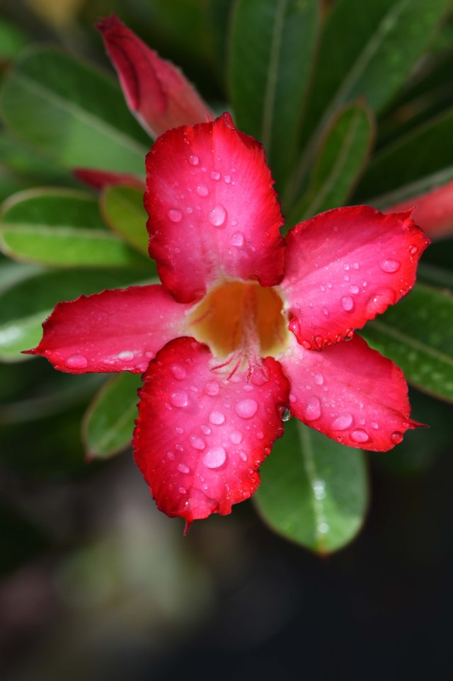 Adenium obesum desert rose or Impala Lily. Photo: David Clode.